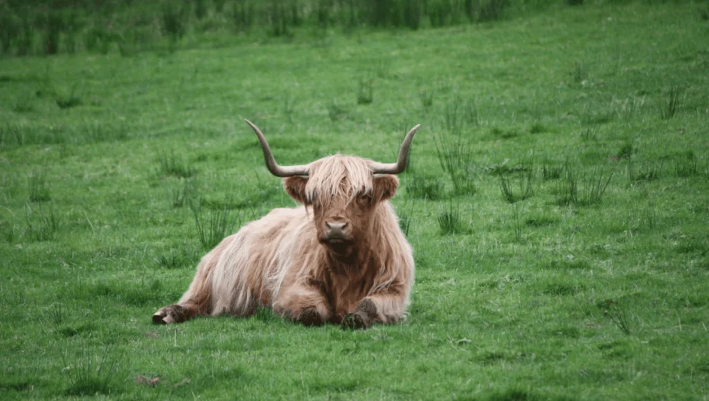 isla de skye de escocia low cost